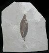 Fossil Leaf (Styrax) - Green River Formation #29190-1